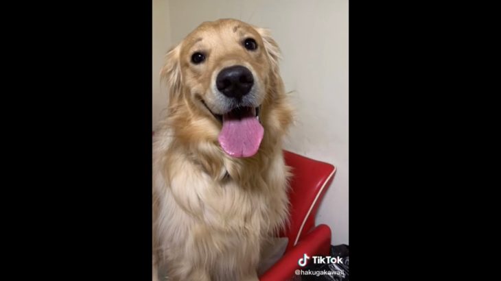 メイクされて嬉しそうな犬😊#shorts #ゴールデンレトリバー
