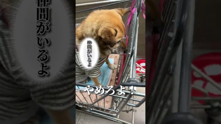愛犬との初めてのペットショップで捉えた衝撃映像#shorts