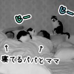 早朝、飼い主が寝ている間の猫たちをペットカメラで撮影してみた