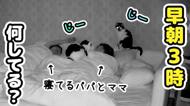 早朝、飼い主が寝ている間の猫たちをペットカメラで撮影してみた