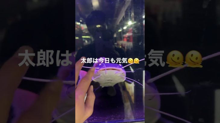 店のペット【太郎】