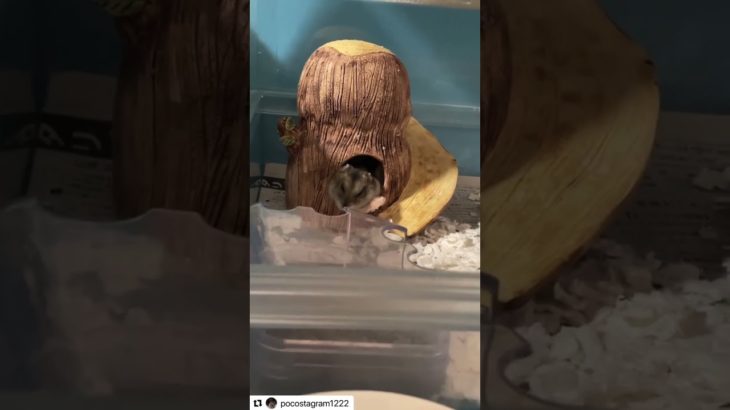 はみ出しながら眠るハムスターが可愛い【ててらぼペット部】