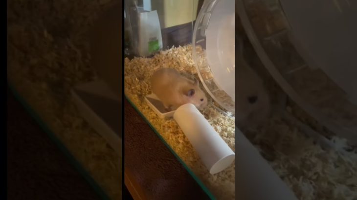 12月26日ダイエット日記