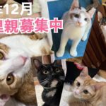 [沖縄里親募集中]ペットショップに行く前に…保護猫を家族に迎えてください。里親さまとのご縁を待っている6匹の保護猫たちをご紹介。ディノ・他、うちの子の近況。