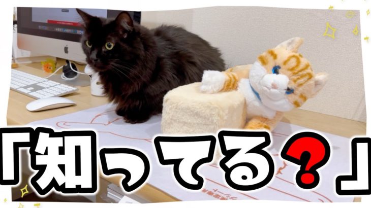 家猫と保護猫のためにペットBLS検定を受講しました【世界基準のペット救命法】