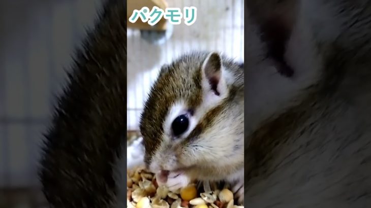 しまりす「ポン吉」パクパク、モリモリです。【ペット】【シマリス】【Chipmunk】【Squirrel】【Kawaii】【Cute】