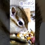 しまりす「ポン吉」ご飯中です。【ペット】【シマリス】【Chipmunk】【Squirrel】【Kawaii】【Cute】