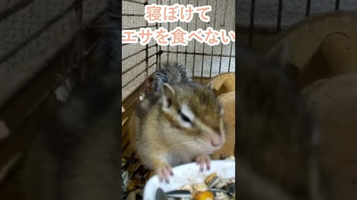 しまりす「ポン吉」冬眠のあや。【ペット】【シマリス】【Chipmunk】【Squirrel】【Kawaii】【Cute】