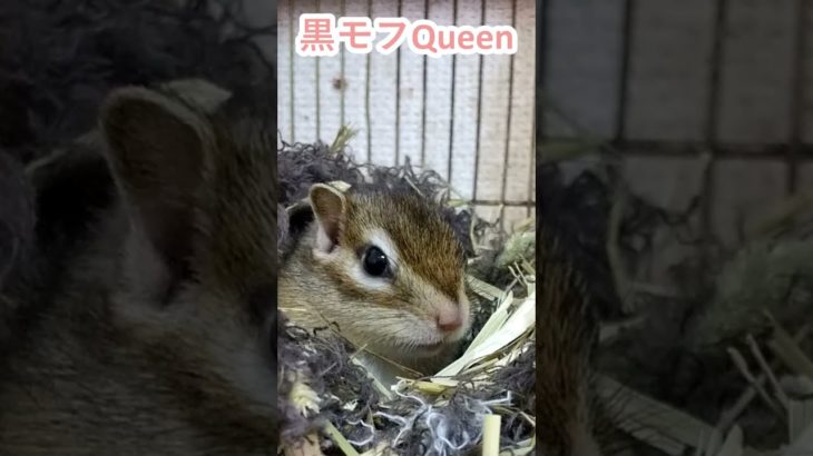 しまりす「ポン吉」冬はモフモフ。【ペット】【シマリス】【Chipmunk】【Squirrel】【Kawaii】【Cute】