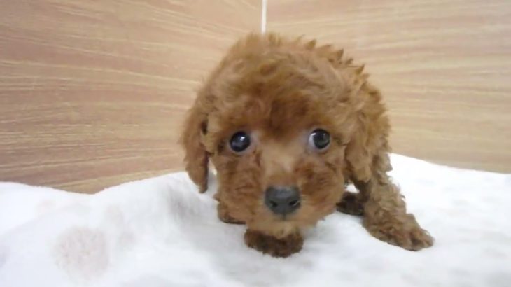 ペットショップcoo&riku No.00613140 Ｔ・プードル