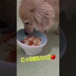 ダイエットは明日から。 #shorts #dog #犬 #アテレコ #チワックス #ダックス #チワワ #ミックス犬 #いぬ