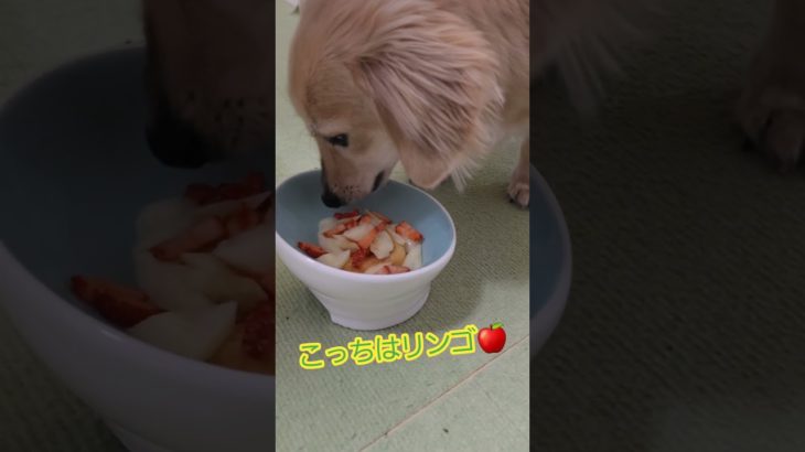 ダイエットは明日から。 #shorts #dog #犬 #アテレコ #チワックス #ダックス #チワワ #ミックス犬 #いぬ