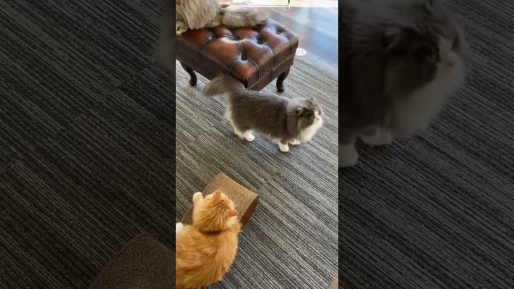 オス猫は甘えん坊😊（spoiled male cat）#猫 #子猫 #ペット