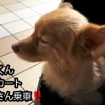 金子半之助名物天丼‼️(木更津アウトレット)ペットカートデビュー第３弾‼️《いいぞぉ、クリンくん》