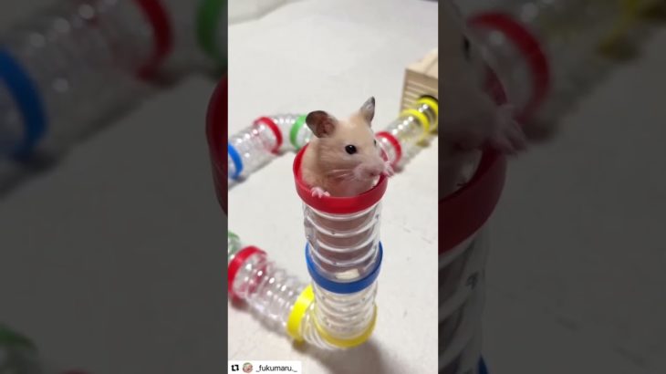 上手にトンネルを登るハムスターが可愛い【ててらぼペット部】