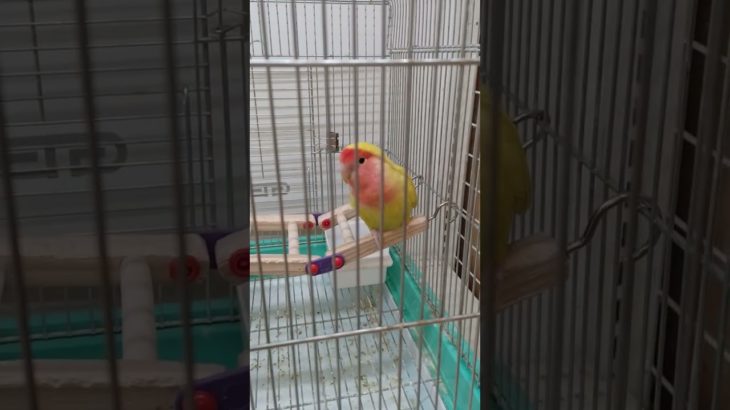 #ペットショップ#うさぎ#インコ#金魚