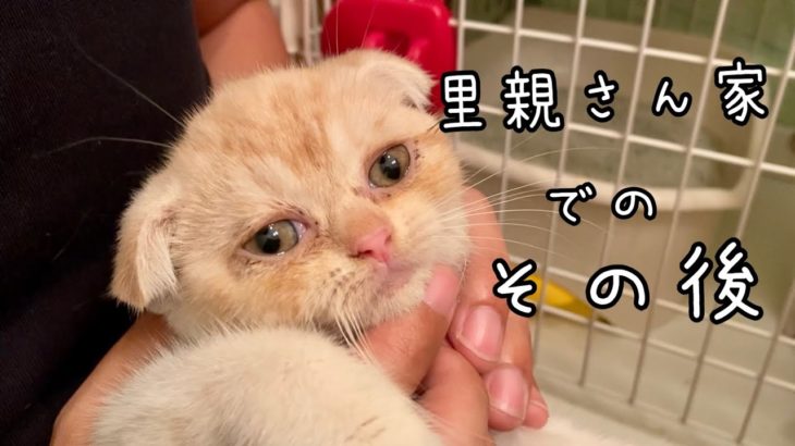 ペットショップで放置だったスコティッシュの子猫は今…