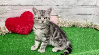 ペットショップ 犬の家 吹田店 ツンデレアメショちゃん💕「猫種：アメリカンショートヘア」「問い合わせ番号：149880」