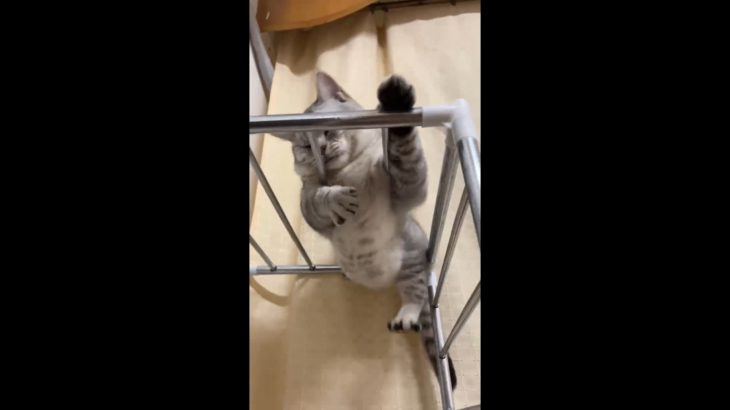 【動物】お腹が挟んだ、ダイエットをしないと2022112601.mp4