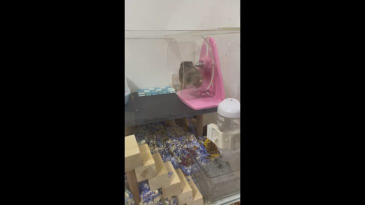 【動物】“ダイエット”中のハムスター2022121502.mp4