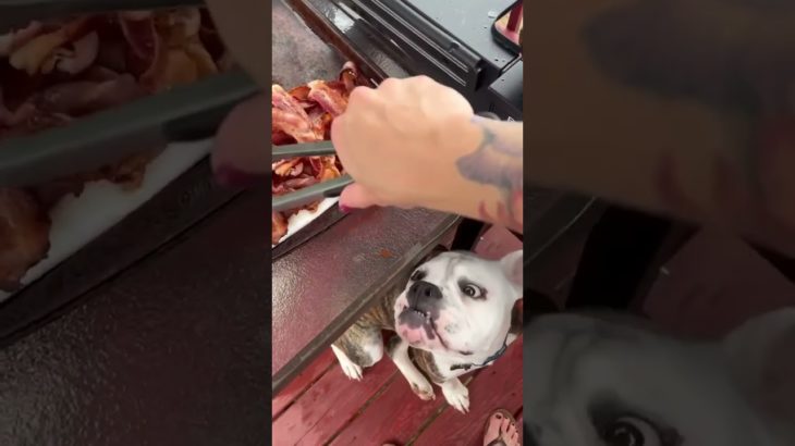 Adorable Dog Begs for Bacon! #Dogs #Shorts