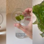 Growing and harvesting lettuce in plastic bottles／レタスをペットボトルで育てて収穫