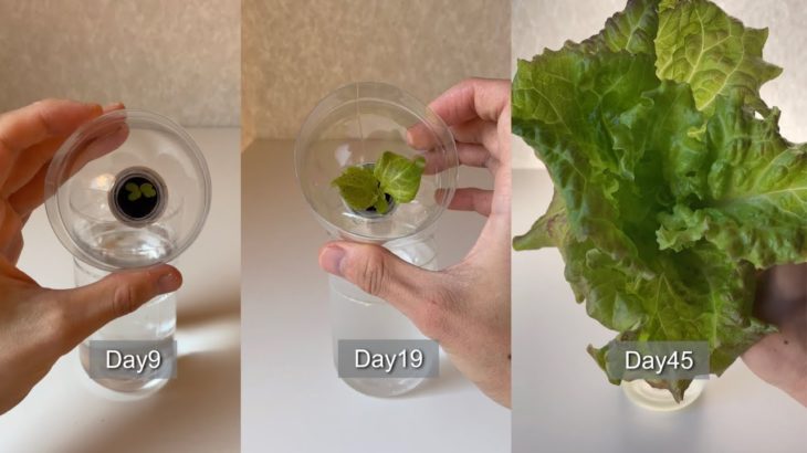 Growing and harvesting lettuce in plastic bottles／レタスをペットボトルで育てて収穫