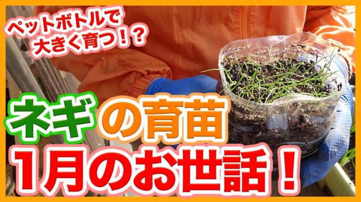 家庭菜園や農園のネギ栽培はペットボトルで大きく育つ！？１月ネギのお世話のコツを徹底解説！【農家直伝】/Tips for raising seedlings of leek in January.