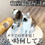 【和室猫部屋計画part3】冬の定番コタツ導入‼︎ペットカメラで部屋をノゾキ見