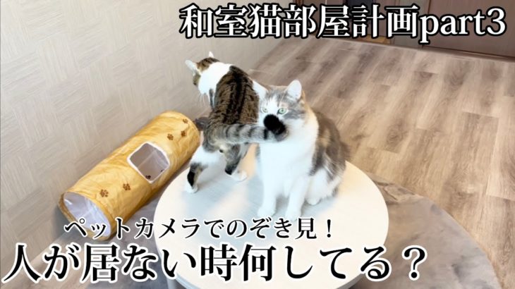 【和室猫部屋計画part3】冬の定番コタツ導入‼︎ペットカメラで部屋をノゾキ見