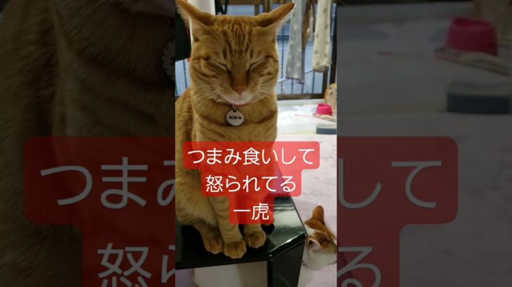 ペット。ネコがいる生活。マイキー。カズトラ。 #short #東京リベンジャーズ