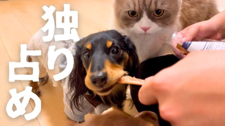 【ペット博帰り!!】お土産を配ったら大変な事に・・・【チワポメ/カニンヘンダックス】