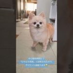 ダイエット宣言🐶 #チワワ #チワワのいちまる #ダイエット #犬のいる暮らし #もふもふ #シニア犬