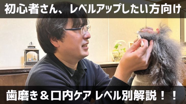 愛犬の口のケア、レベル毎にペットショップ店長が実演・解説します！歯垢・歯石・口臭対策もこれで解決！