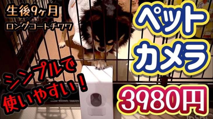 ペット用カメラ☆激安！シンプル！使いやすい！ロングコートチワワ ブラックタン／子犬の飼い方育て方／室内犬 初めて飼う／子犬 撮影／子犬の成長記録／ペットおもしろ動画／可愛いチワワの映像／暴れん坊 大吉