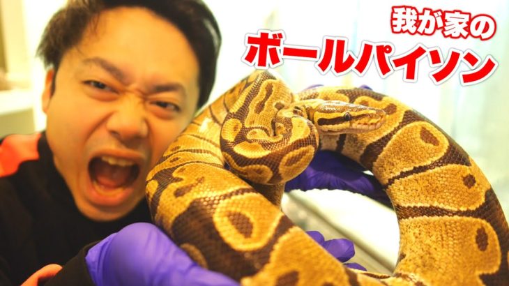 我が家のボールパイソンのハンドリングをしてみよう。