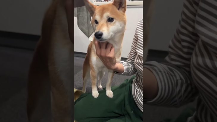 かまってほしいわんちゃんが可愛い【ててらぼペット部】