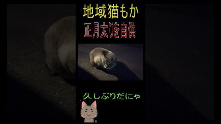 【ニャース２３シリーズねこ】もちまるも納得？ダイエットしたほうがいいかも？正月太りだけどなかなか　みとめない地域猫のもかちゃん。チャンネル登録して応援してくださーい。#正月太り