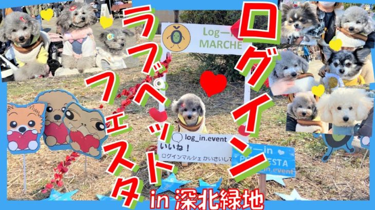 【犬イベント】 ログインラブペットフェスタで視聴者さんから突然のサプライズ🐶🎁in大阪 深北緑地（トイプードルのTorte channel）