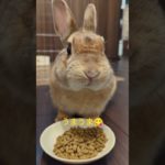 ペレットが欲しいうさぎ🐇 #うさぎ #うさぎのいる暮らし #動物 #ペット #rabbit #bunny #pet #animal