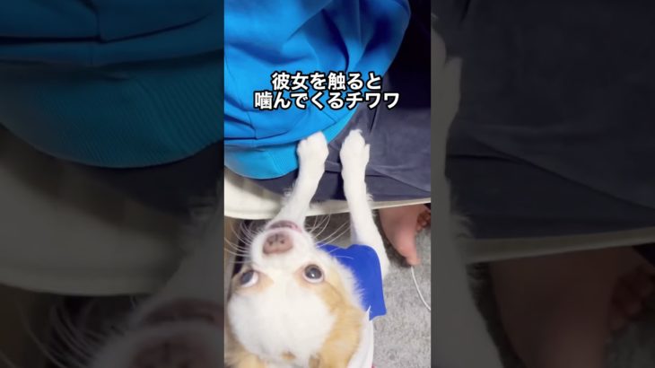 彼女を触ると噛みついてくるチワワ  #チワワ #ペット #short