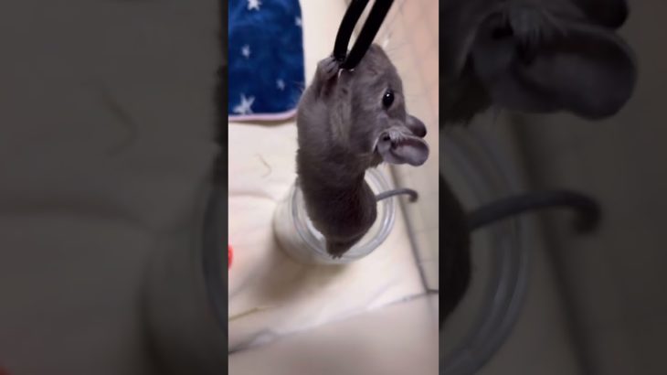 絶妙すぎる！バランスやばい#デグー #ペット #short  #shorts