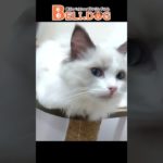 かわいい猫紹介 美人なラグドールちゃん😺【横浜ペットショップ ベルドック】#shorts #猫動画 #猫のいる暮らし