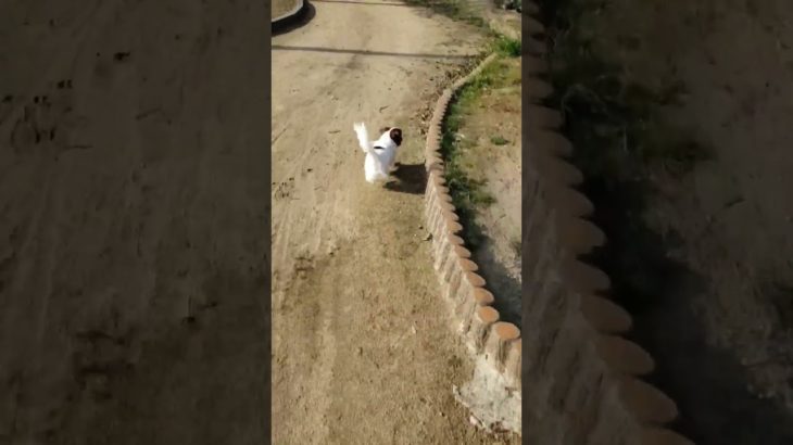 走るイッヌ#shorts #ペット #犬
