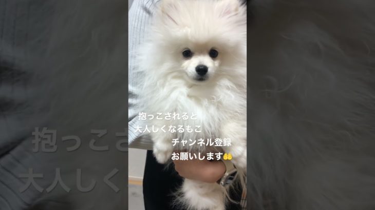 抱っこされ可愛い表情のポメラニアン🥹 #ポメラニアン #shorts #犬 #youtubeshorts #ペット #かくれんぼ