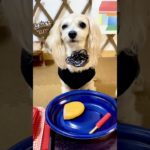 【犬のコンビニ】こんなコンビニですけど💦よろしくお願いします🤲😆💓 #ペット #犬 #犬のいる暮らし #おもしろ #ペット動画