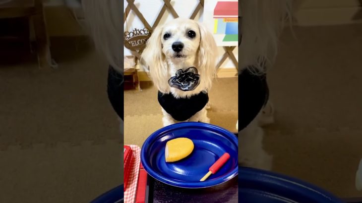 【犬のコンビニ】こんなコンビニですけど💦よろしくお願いします🤲😆💓 #ペット #犬 #犬のいる暮らし #おもしろ #ペット動画