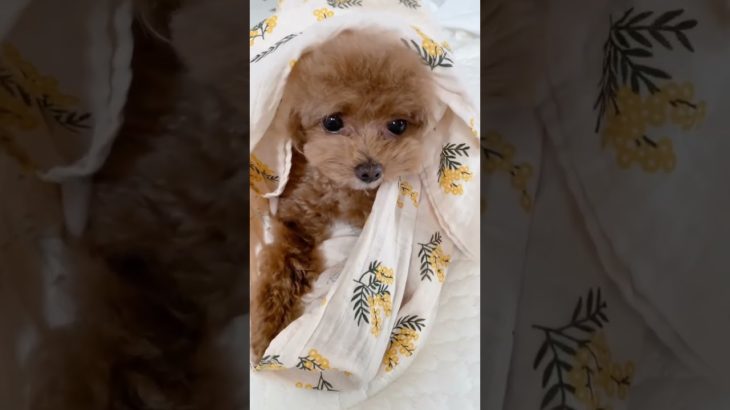 ブランケットでぬくぬくするわんちゃんが可愛い【ててらぼペット部】