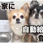 【自動給餌器登場】スマートペットフィーダー日本初上陸！多頭飼いの我が家は使い方が独特！