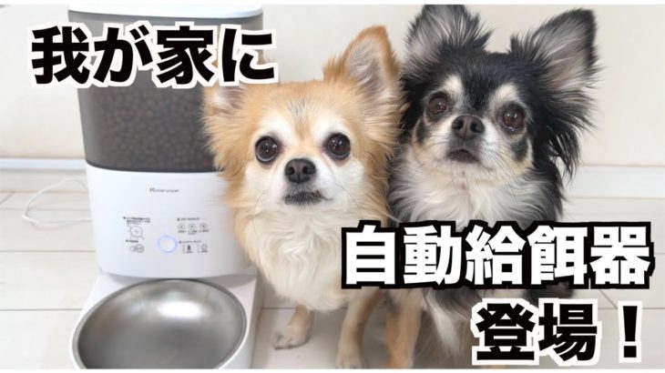 【自動給餌器登場】スマートペットフィーダー日本初上陸！多頭飼いの我が家は使い方が独特！